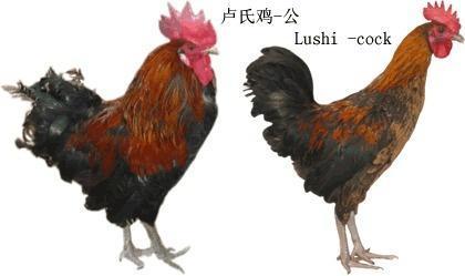 土鸡最全的品种都在这了,拿走不谢|狼山|鸡种|萧山_新浪新闻