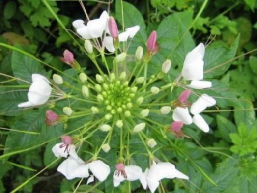 田里生长的"猪屎草",嫩叶是天然蔬菜,其实对风湿关节痛有良效