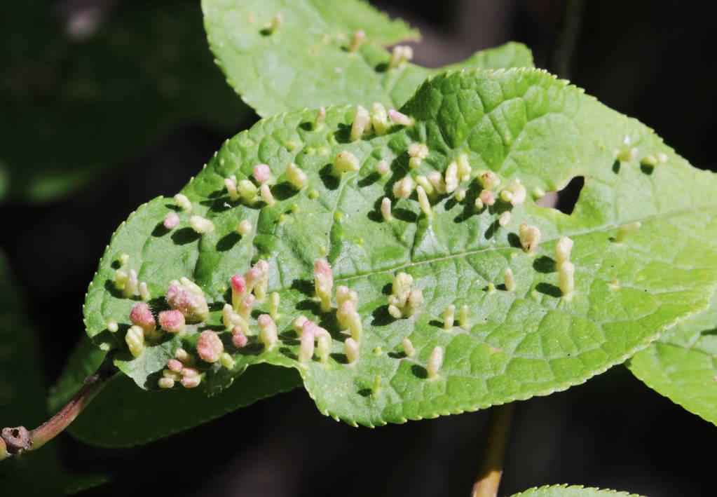 树上的一种虫瘿老农叫它五倍子晒干卖15一斤