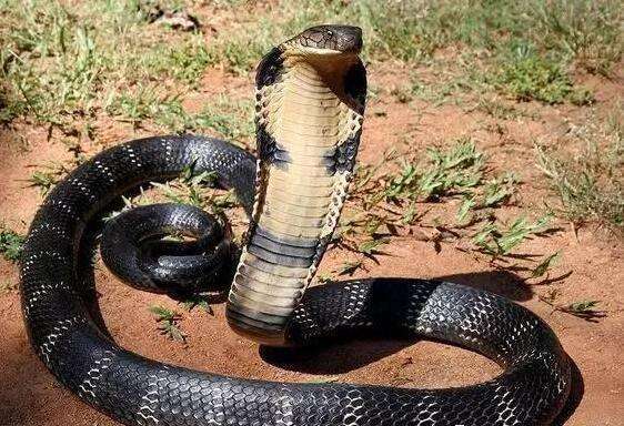 世界上最大的陆生剧毒眼睛蛇 身体长达5.58米!