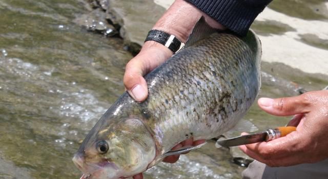 这种鱼是长江三鲜之首,每斤价格高达200元,号称的"鱼中之王"