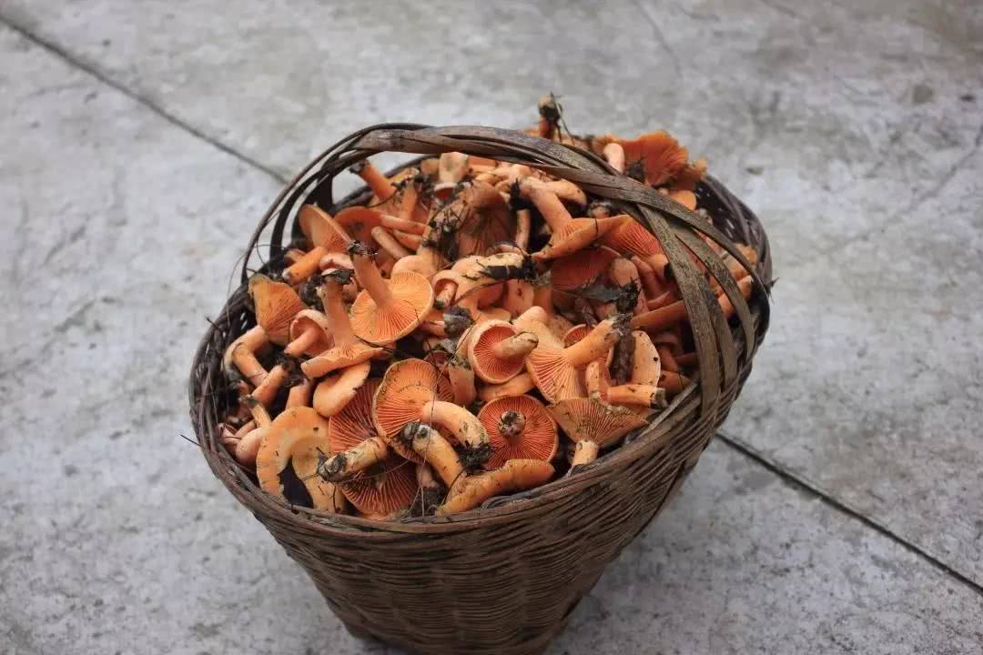 农民称它"重阳菌",9月份数量较多,小个的55元一斤