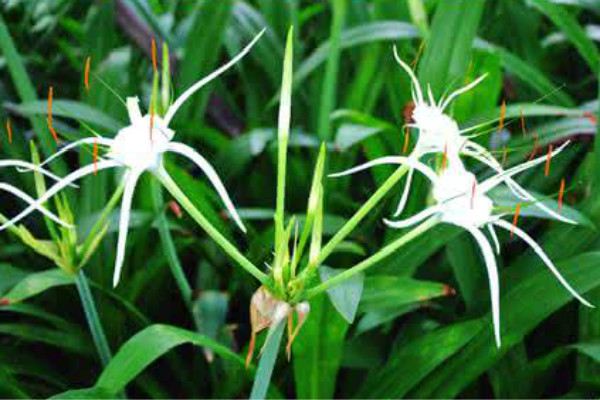 盆栽花卉带叶兰的养护方法|蜘蛛兰|土壤|蜘蛛|根部|阳光_新浪新闻