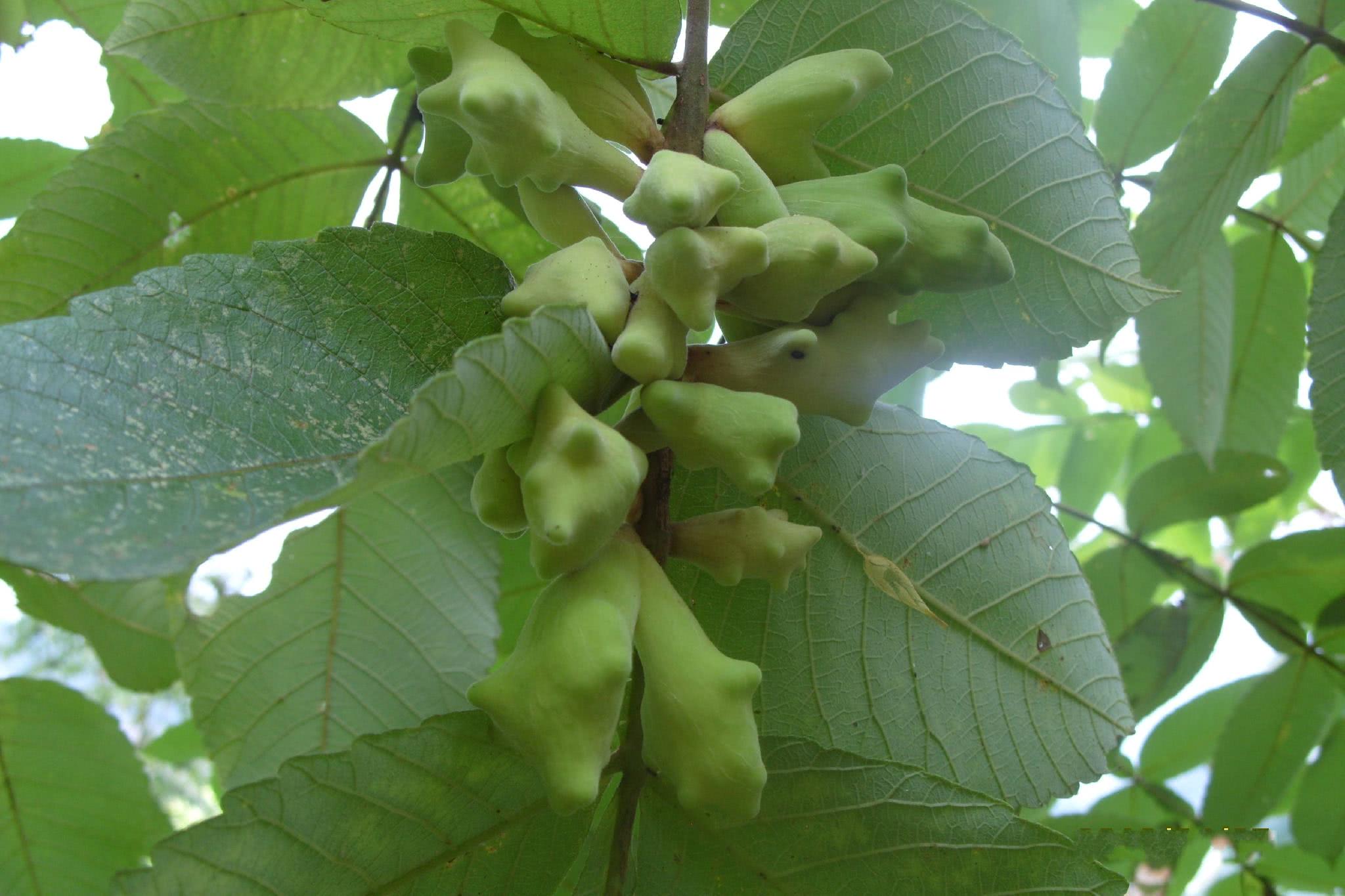 树上的一种虫瘿老农叫它五倍子晒干卖15一斤