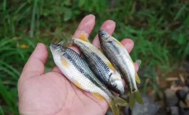 靠吃青苔为生,20年前农村小河里多,现在野生的不多了|捕鱼|小河|青苔