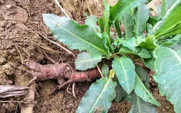 农村河边野菜牛舌菜根部像人参价值极高遇见别轻视