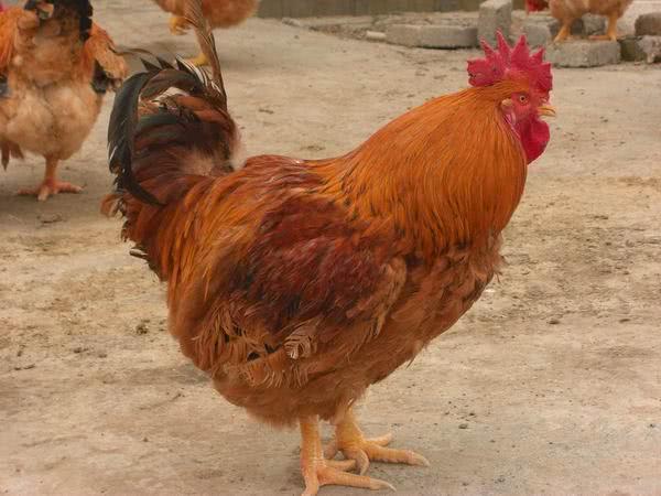 正如它的名字一样,九斤黄一般都能生长到9斤左右,部分大公鸡甚至能长