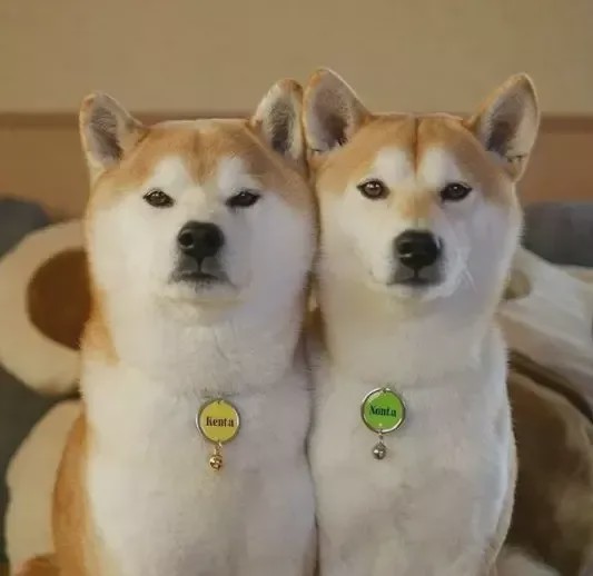 风靡ins的两只柴犬爱玩"大家来找柴",画风过于可爱!