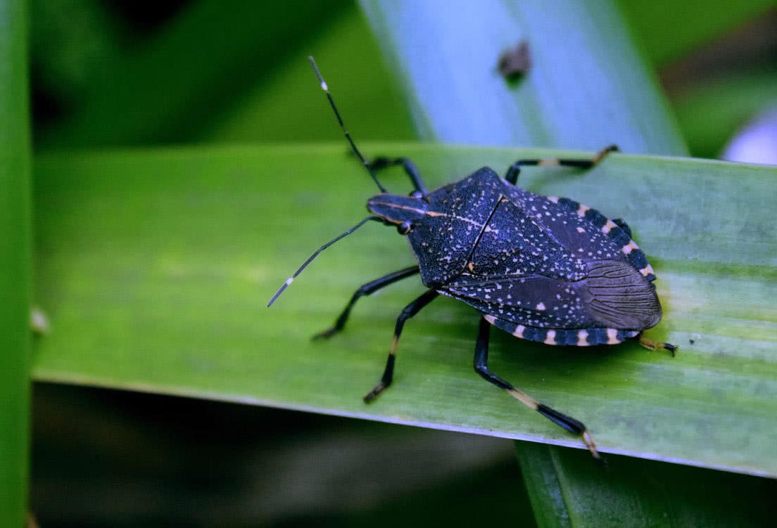 老农称它"打屁虫",20年前农村很常见,放屁是它绝活