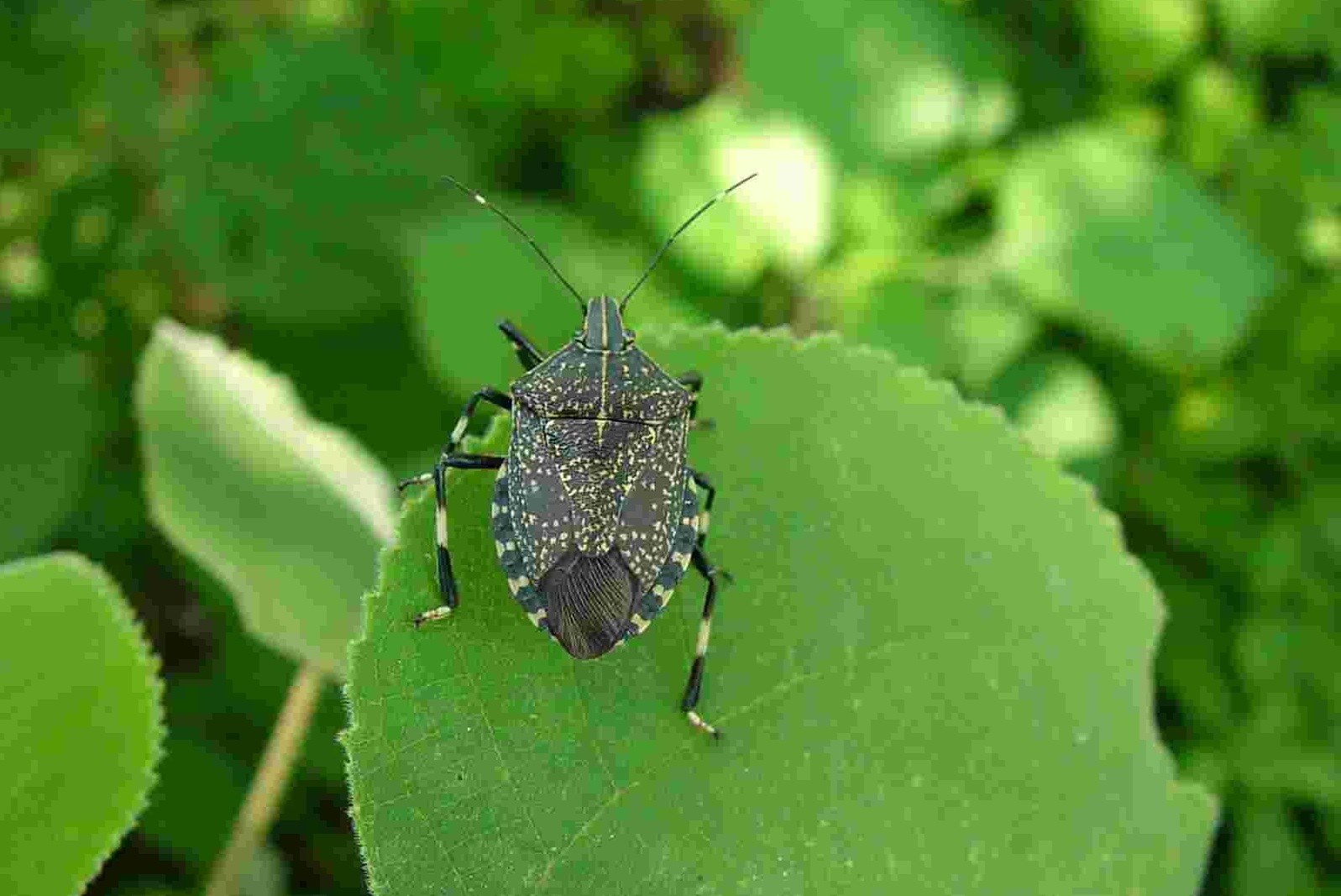 老农称它"打屁虫",20年前农村很常见,放屁是它绝活