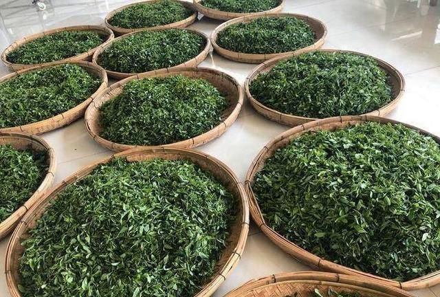 品泰安刘家庄村正宗泰山茶,感悟好茶来之不易