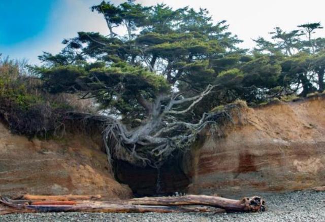 世界上"最牛"的生命之树,没土还活了上百年,被称为"奇迹"
