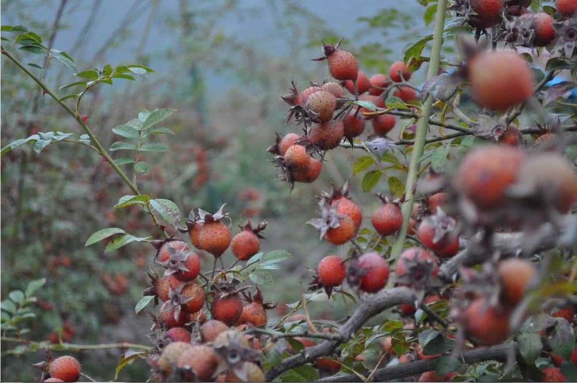 这野果人称"糖罐",20年前经常摘,现在一斤卖到七八块