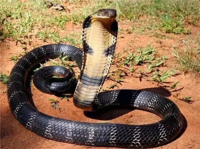 地球上5种最可怕的毒蛇第一个在中国有很多图4堪称恐怖蛇王