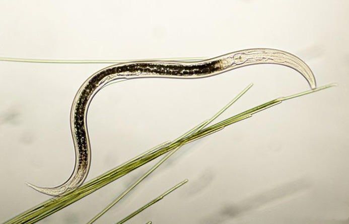 北极远古生物被冰封4.1万年,解冻后突然苏醒,更可怕的在后面