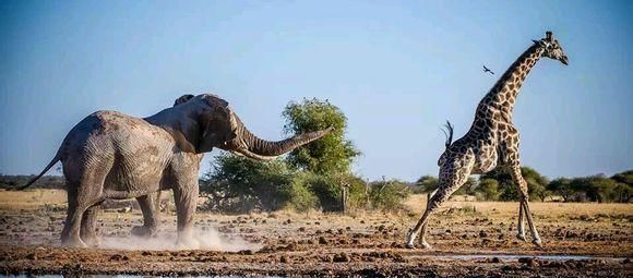 大象|鳄鱼|犀牛_新浪新闻