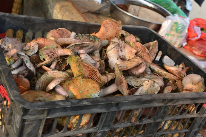 农民称它"重阳菌",9月份数量较多,小个的55元一斤