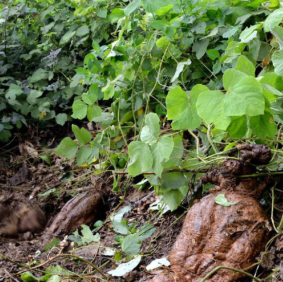 【科属分类】豆科葛属【中文别名】葛,甘葛【分布