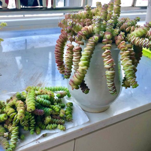 钱串不修剪,小心黑杆烂叶,嫩枝插土里,3个月后又能长爆盆