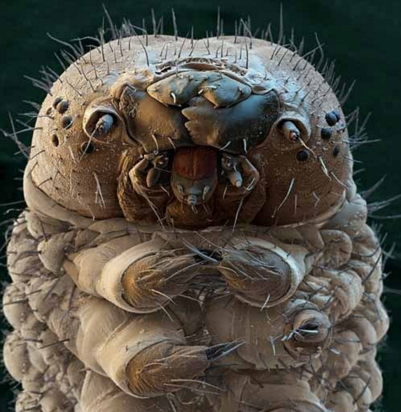 比人类还先移民外星的3种生物,其中水熊虫早已去过太空生活|变形虫|微