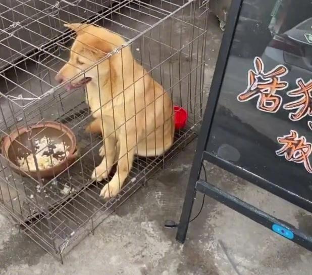 狗被关在笼子里表情很无奈,网友刚想过去逗逗它,一看招牌