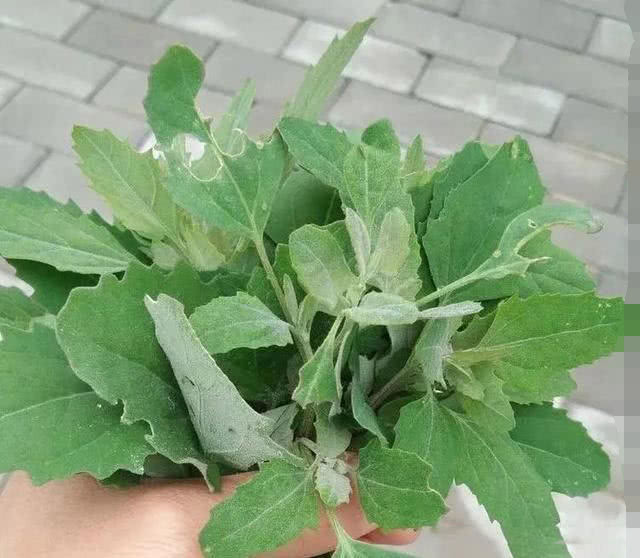 农民称它"灰灰菜",一摸满手是"灰",城里卖5块钱一把