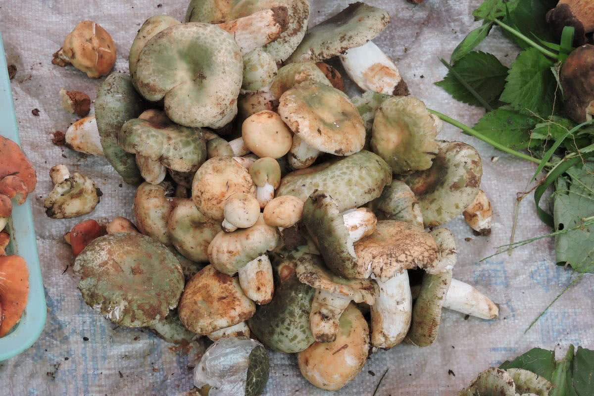 老农称它"绿豆菌",小橡树林里很常见,现在干货30多一斤