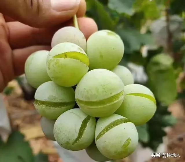 果实"裂果"的5大原因,看完恍然大悟!