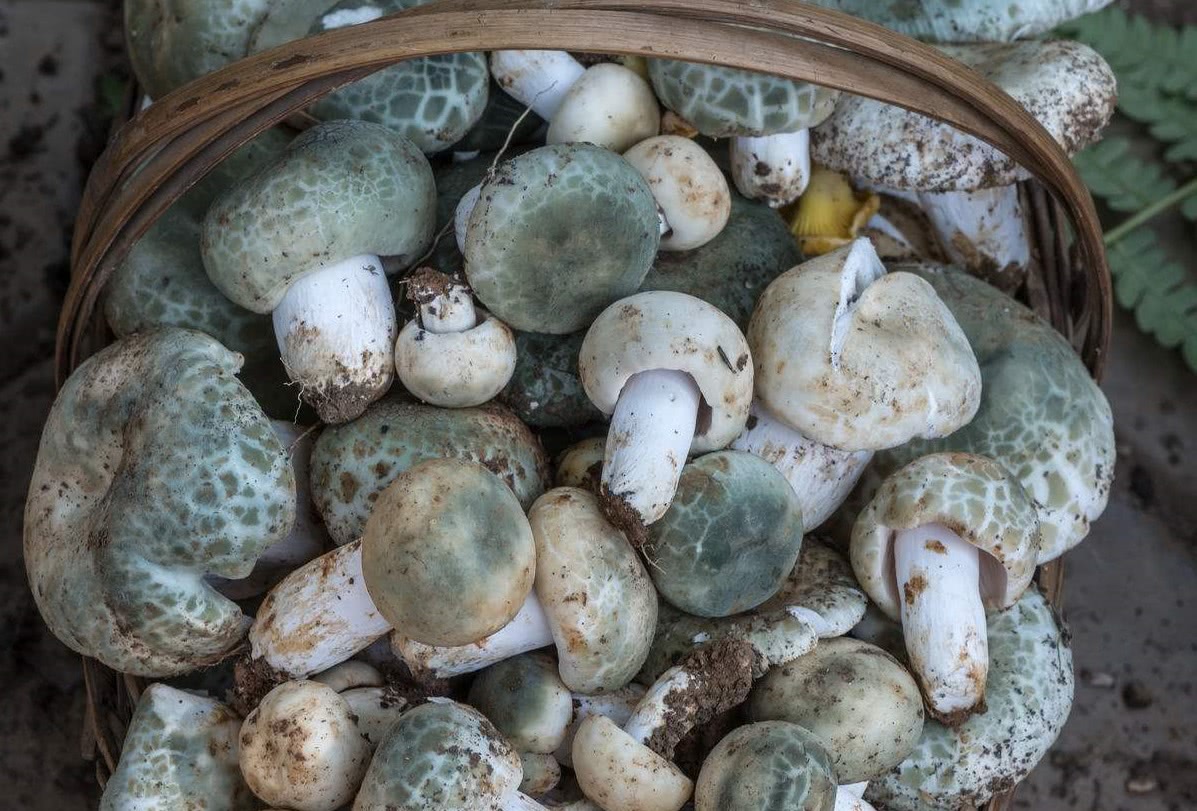 老农称它绿豆菌小橡树林里很常见现在干货30多一斤