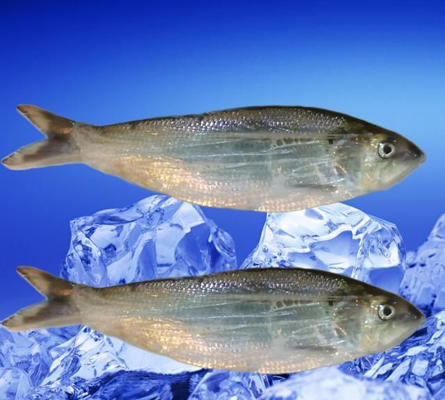 这种鱼是长江三鲜之首,每斤价格高达200元,号称的"鱼中之王"|鲥鱼|鱼