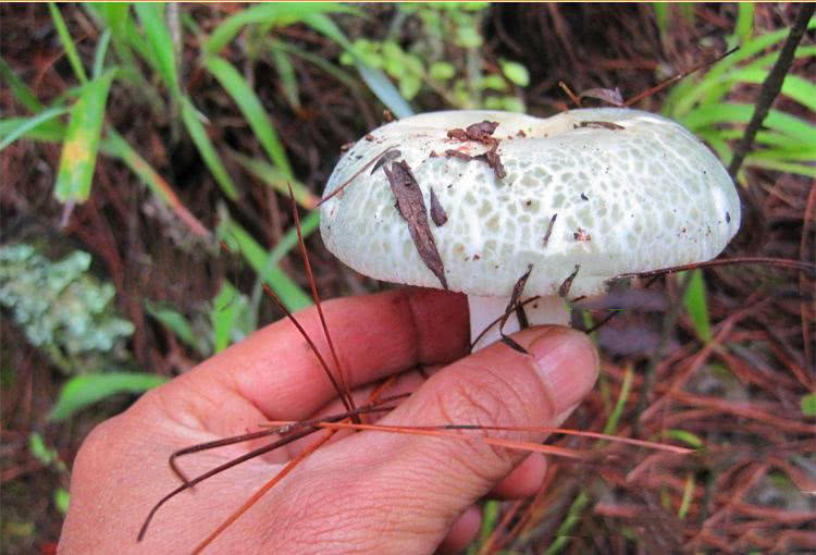 老农称它"绿豆菌",小橡树林里很常见,现在干货30多一斤