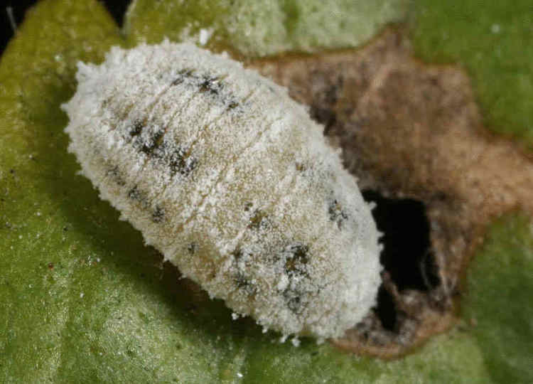 正文       蜡虫之所以吃塑料不会被撑死,是因为它们体内有一种可以