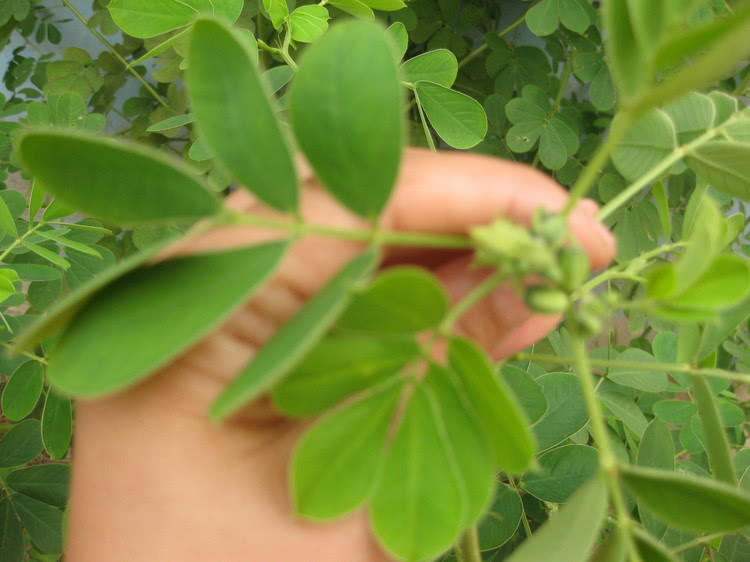 山里一种"假绿豆",农民割它喂猪,却不知是降三高的良药