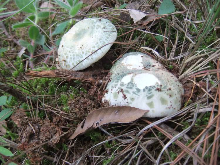 老农称它"绿豆菌",小橡树林里很常见,现在干货30多一斤