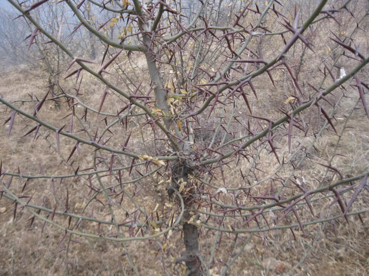 看到上面这种刺树,很多农村朋友应该特别熟悉,或许你们