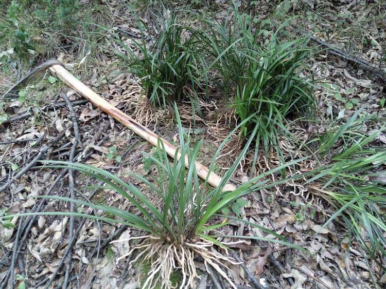 山间一常见野草,30年前老农将它栽在坟头上,现在一株上百块