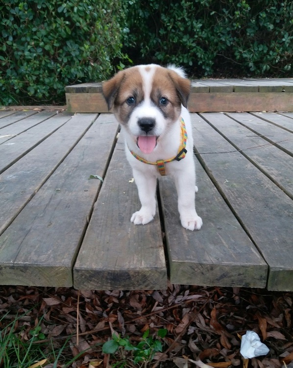 田园犬的感谢信:感谢它教会了我感恩与珍惜|田园|感恩|土狗_新浪网