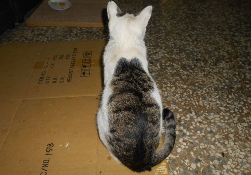 白猫背上自带"纹身",仔细一看还是只狸花猫,太霸气了