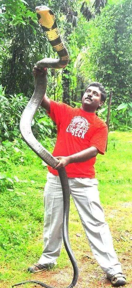 世界上最大的陆生剧毒眼镜蛇它有一个非常霸气的名字:过山峰.