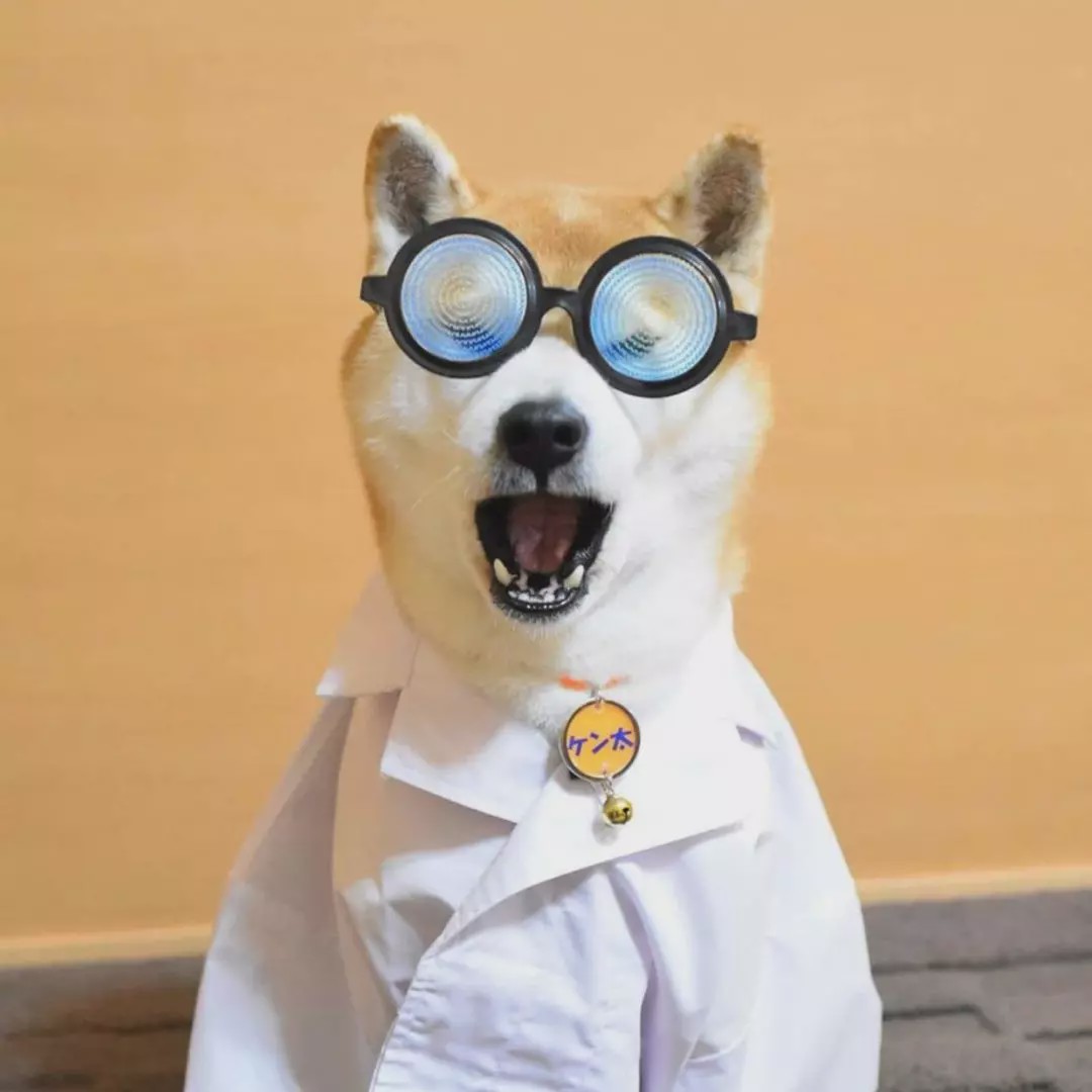 风靡ins的两只柴犬爱玩"大家来找柴",画风过于可爱!