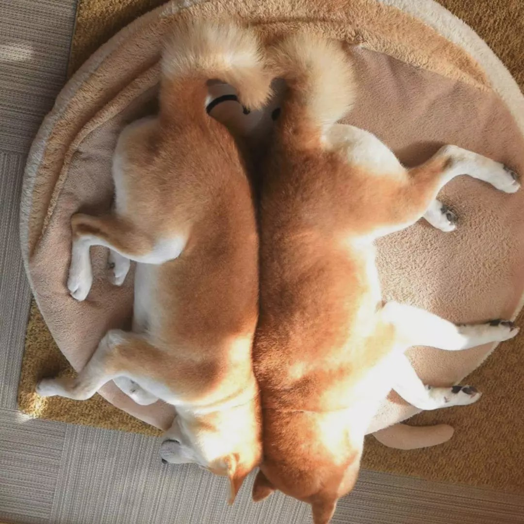 风靡ins的两只柴犬爱玩"大家来找柴",画风过于可爱!