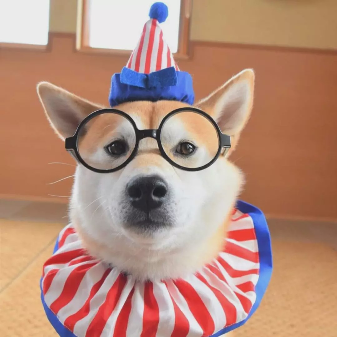 风靡ins的两只柴犬爱玩"大家来找柴",画风过于可爱!