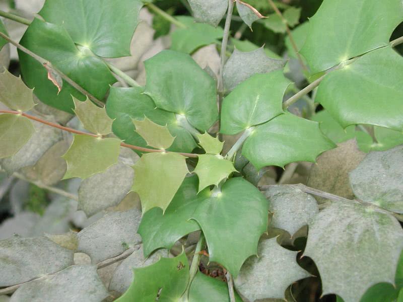 老农称它"十大功劳",2片叶子治牙疼,现在干叶3块一斤