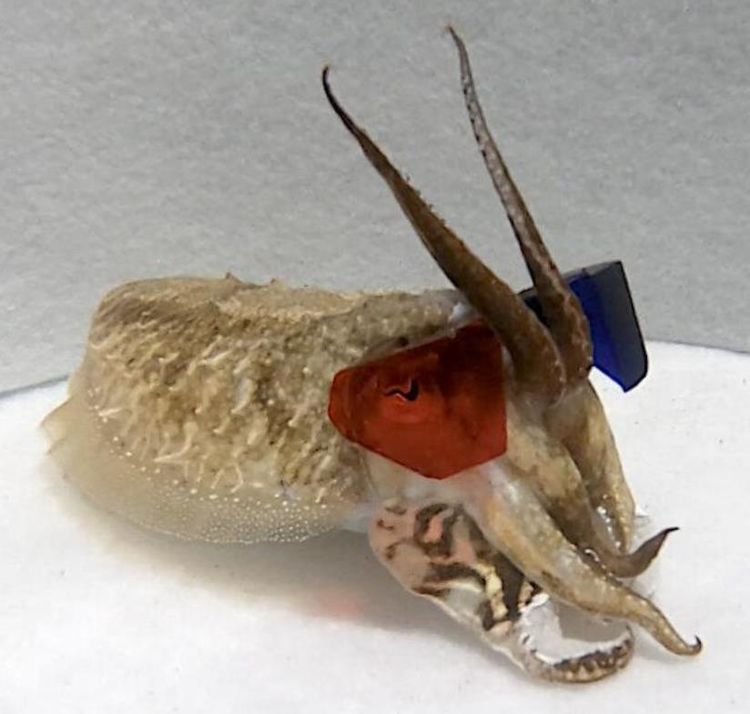 乌贼眼睛和人眼最接近,给它们戴上3d眼睛,会看见不一样的世界