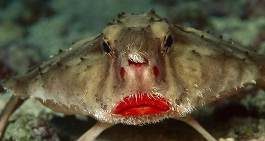 世界太神奇,这几种生物长相怪异却真实存在,绝对少有人见过