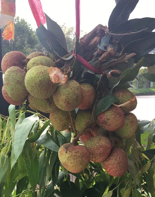 "因为管理比较到位,我果场的三月红荔枝成熟果期比别人的早,虽还未到