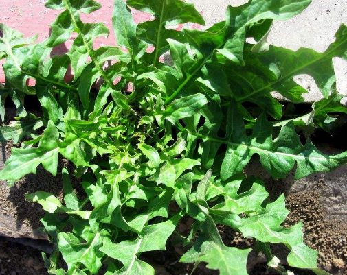 这四种野菜,是高血压"克星",降血压,抗衰老,排出体内毒素!