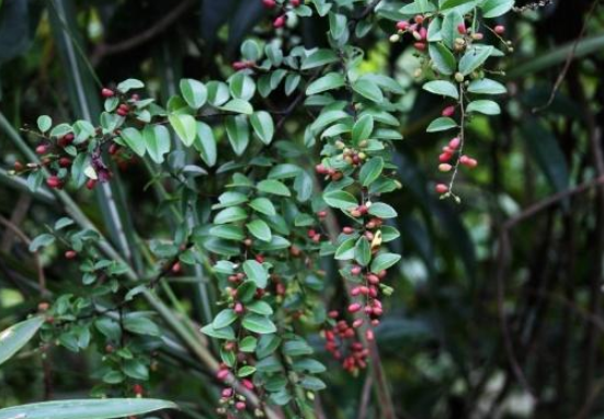 称为"黄鳝藤"的野草,根部内含"黄金",遇到不要错过,很珍贵