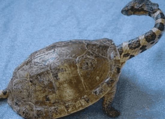 女子野外发现一只变异乌龟, 抓回去养着,结果第二天就放生了