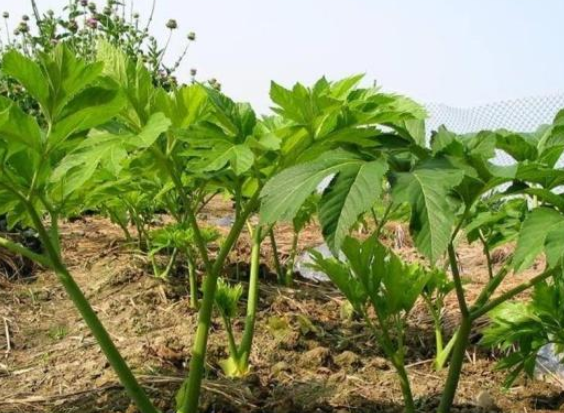 农田里的杂草茎秆嫩叶是天然蔬菜用来泡茶喝也能降压养生